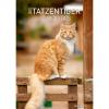 ALPHA EDITION Bildkalender 2025 104201 Tatzentiger DE 29.7x42cm