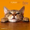 ALPHA EDITION Bildkalender 2026 160939 Funny Cats ML 30x30cm