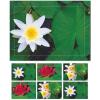 HASCHEMI Doppelkarten-Box 804 804 SEEROSEN