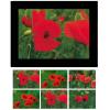 HASCHEMI Doppelkarten-Box 818 818 MOHNBLUMEN