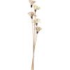 EGLO Trockenblume SENNETERRE 428168 beige