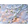 ART BULA Weihnachtskarte 12x17.5cm 12BU3538 Seesternbaum mit Schnee