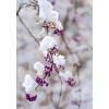 ART BULA Weihnachtskarte 12x17.5cm 12BU3539 Beeren mit Schnee