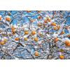ART BULA Weihnachtskarte 12x17.5cm 12BU3484 Kakis mit Schnee