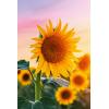 ABC Glückwunschkarte Blanko B6 51819 Sonnenblumen