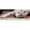 HARENBERG Pultkalender 2026 3310235+26 Katzen 29.9x11.1cm
